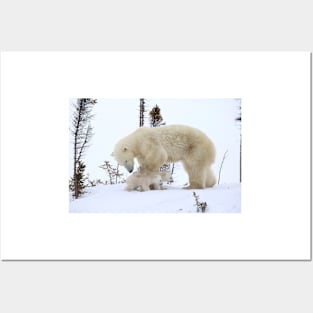 Mother polar bear watching over her cubs Posters and Art